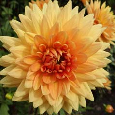 Dalia Decorativa 'House of Orange'